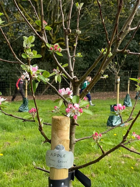 Apple tree starting to blossom