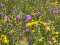 Be a blooming good sport and support wildflower appeal