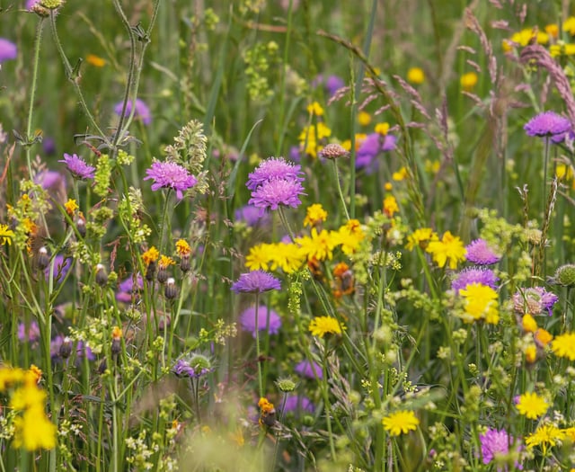 Be a blooming good sport and support wildflower appeal