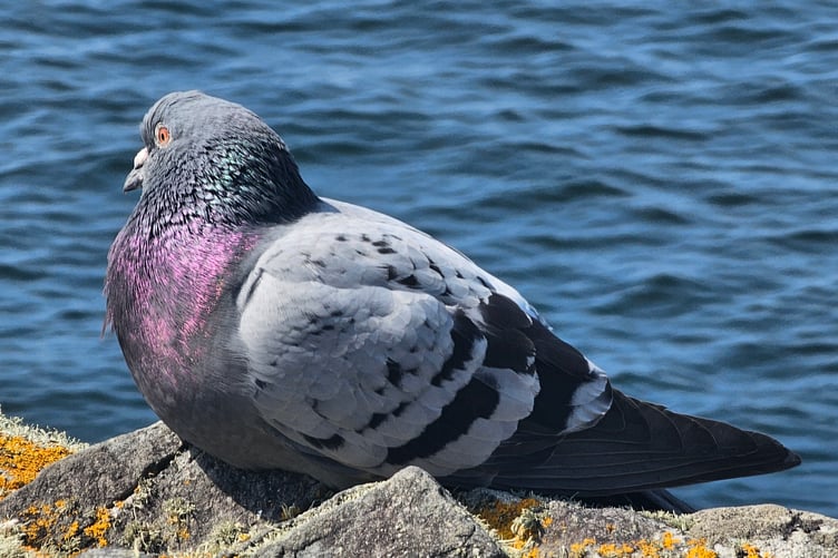 Lisa Young spotted this pigeon at Peel Castle