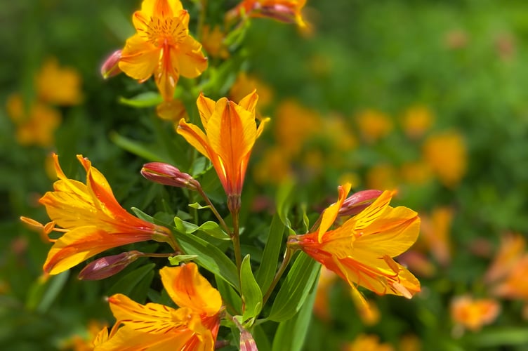 Orange princess lillies
