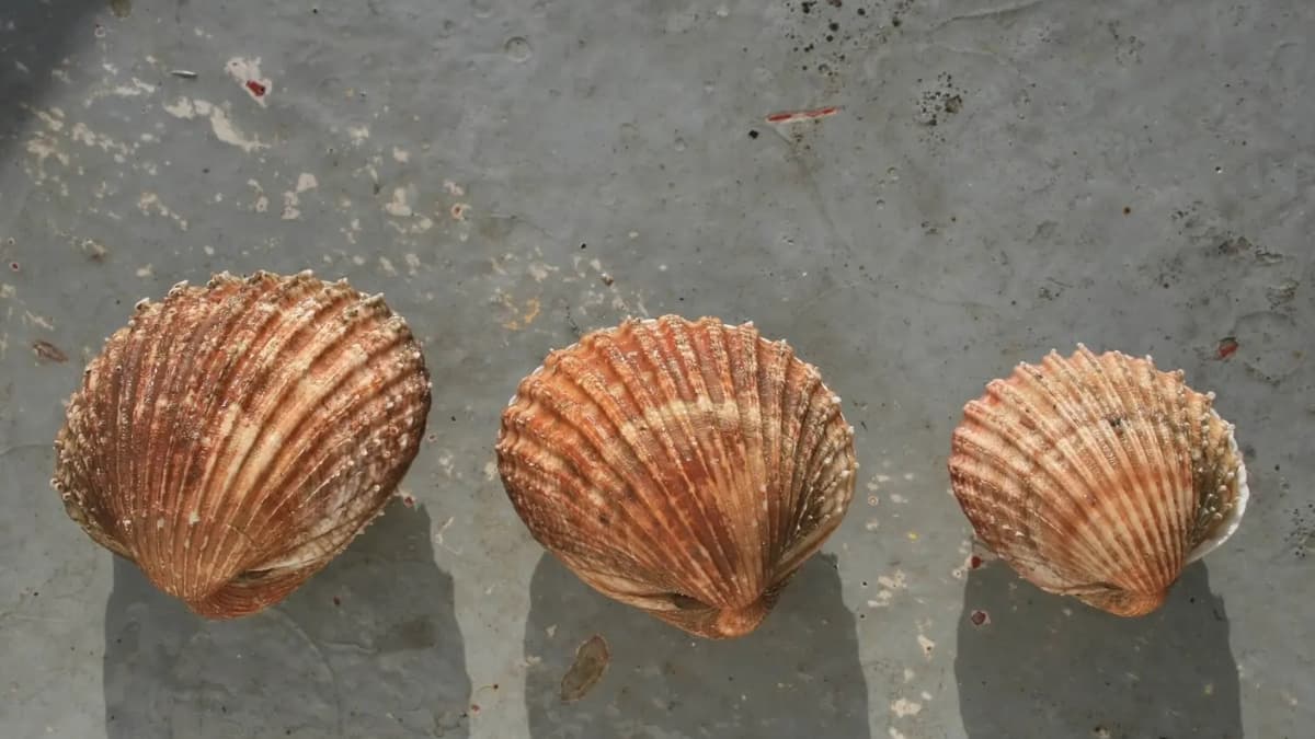 Discover British seashells with renowned naturalist at Haslemere Museum ...