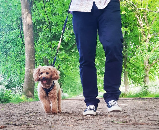 Hospice fundraising challenge is in a breed of its own