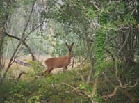 Dog owners warned after deer killed in Farnham Park