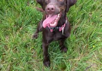 Bordon family saved from bank-breaking vet bill by community's generosity