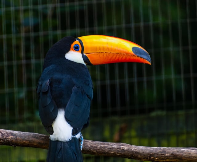 Birdworld toucan steals the show as avian star XBox pirate game