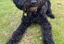 From lost to found: Community rallies to bring Margo the cockerpoo home after 19 days