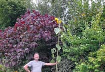 Liphook in Bloom sunflower competition grows to record-breaking heights