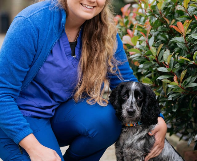 Petersfield vets warns pet owners of the dangers of grass seeds
