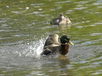 Almost 150 water pollution incidents not visited immediately in Waverley – as attendance drops across England