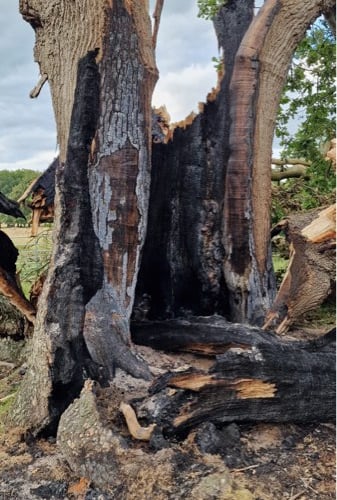 Tree destroyed by lightening at Petworth Park