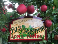 Fruity fun in the orchard
