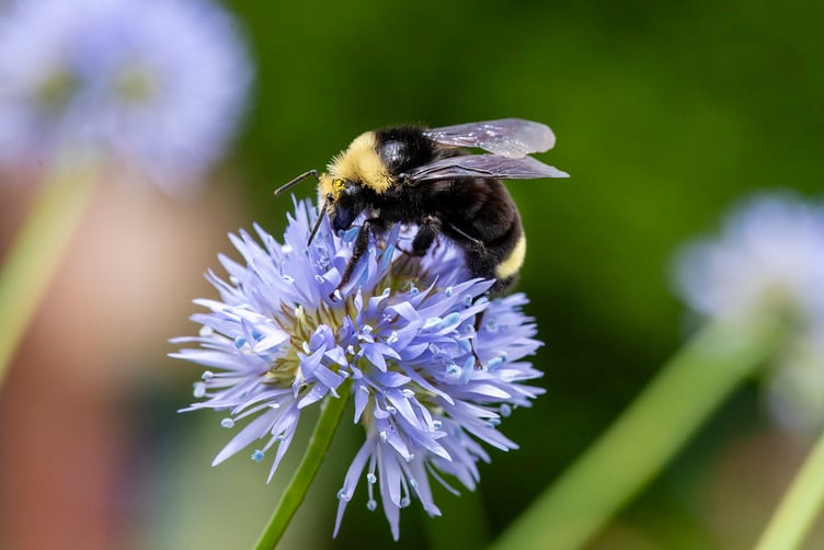 Bumblebee takes a pit stop on a wildflower