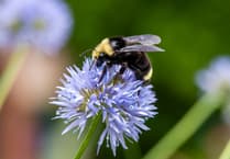 Bee-lieve it or not: Haslemere's wildflower meadows are making a comeback