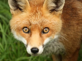 “Revolting” smell from woman's fox enclosures sparks court battle