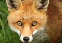 “Revolting” smell from woman's homemade fox enclosures sparks court battle