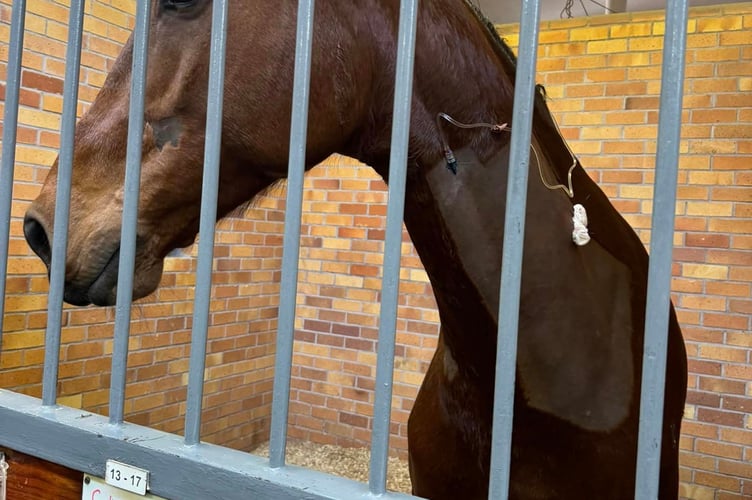 Callaho Con Cero got first-class treatment after vets were flown out to treat him