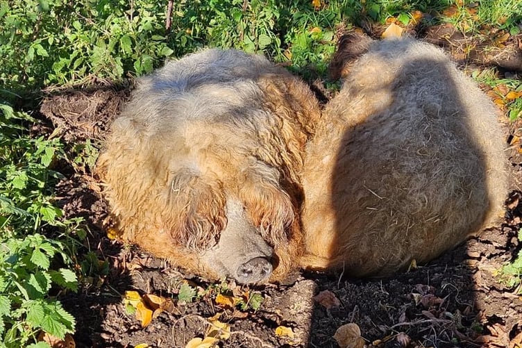 Bubbly personality pigs Sprite and Tango