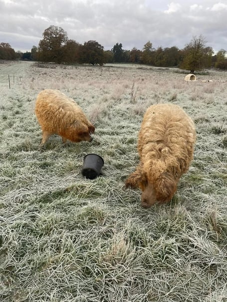 Mangalitza pigs in Frensham