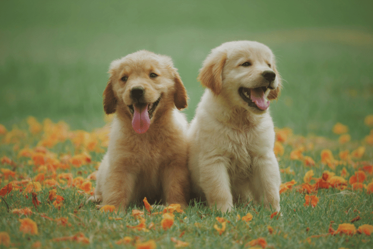 Cute puppies.