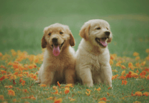 Peeps into the Past: Man blames puppies for bankruptcy