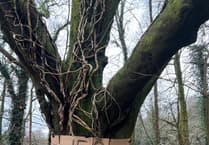 Ancient Haslemere beech felled amid local backlash