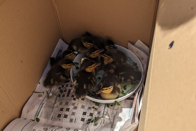 Surrey included in top RSCPA rescues in the South East