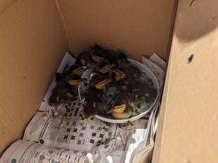 Surrey included in top RSCPA rescues in the South East