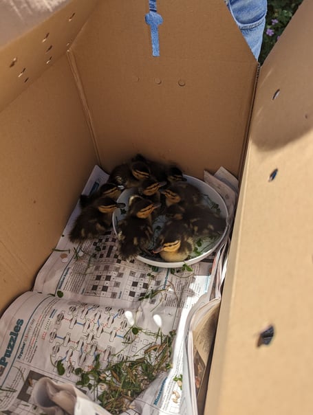 RSPCA ducklings after being rescued from the chimney stack in Surrey