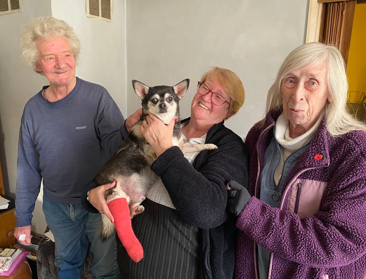 Digby Injured Dog Bordon electric scooter