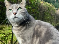 VIDEO: Cat looking for furever home after false alarm cancer scare 