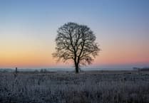 Haslemere Museum branches out with fascinating tree talk
