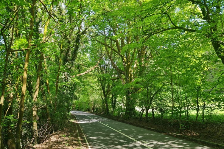 The mature canopy of trees under threat of felling to make way for an access road if the development is approved