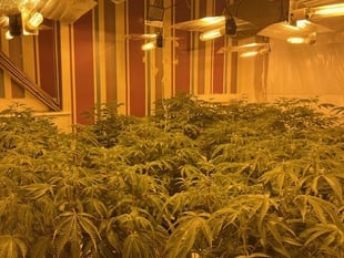 Police seize cannabis worth £45m in organised crime crackdown