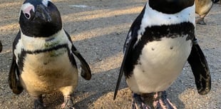 Blind penguin Squid seeks march to victory in worldwide contest
