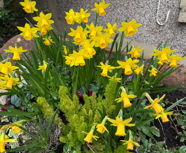 Daffodils to remember loved ones who have died