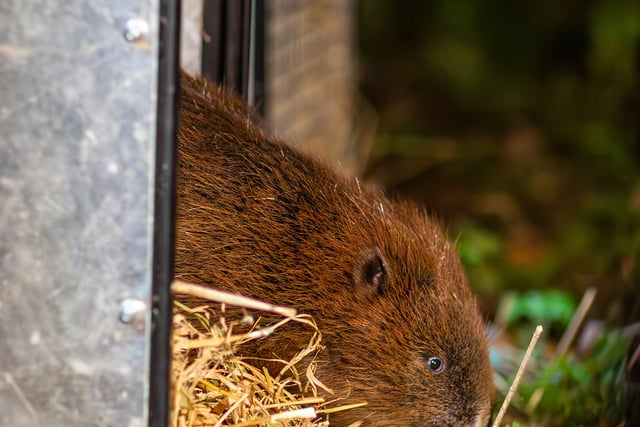 Beaver reintroduction promises biodiversity boom for South Downs