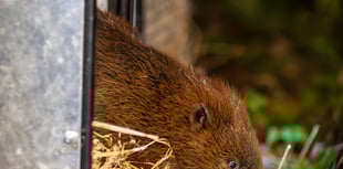 Beaver reintroduction promises biodiversity boom for South Downs