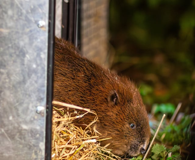 Beaver reintroduction promises biodiversity boom for South Downs