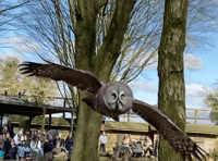 VIDEO: Swoop down to the Hawk Conservancy Trust for a day of bird fun