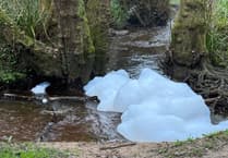 Dead fish and foam seen in Wey after water contamination in Haslemere area