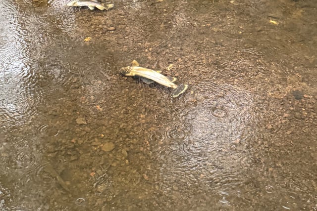 Investigations continue into Wey contamination with 70 fish killed