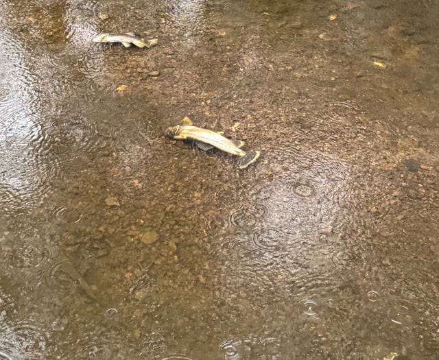 Toxic spill turns River Wey into wildlife graveyard