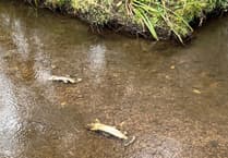 'Absolute tragedy' as toxic spill turns River Wey into wildlife graveyard