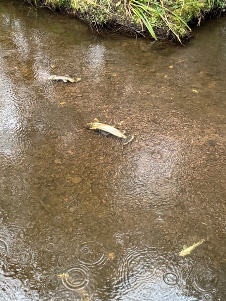 Pippa Mizen River Wey Haslemere Contamination