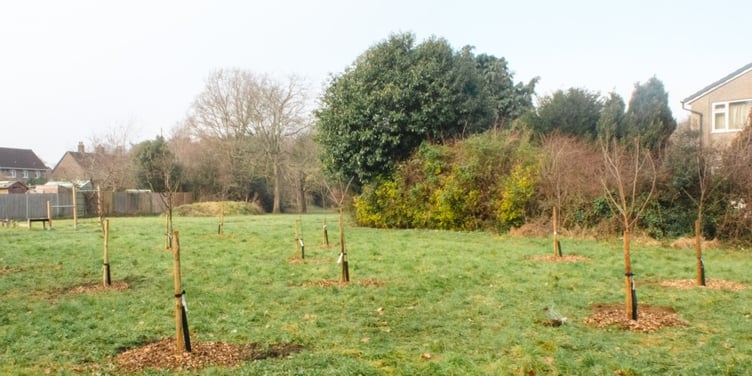 Mill Road Community Garden Liss