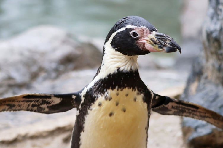 The world's "oldest" penguin celebrated her 37th birthday- with an ice cake made of fish. Release date April 18, 2025. Spneb, a Humboldt penguin, resides in Paradise Park Cornwall, in Hayle. Marking the occasion on Wednesday (16 April), the park presented Spbeb with a birthday cake of ice featuring her favourite fish - sprats - topped with a fluffy toy penguin made by one of her keepers. Spneb's keepers say records kept by zoos around the world suggest she is the oldest of her type across the globe and is "amazing for her age".