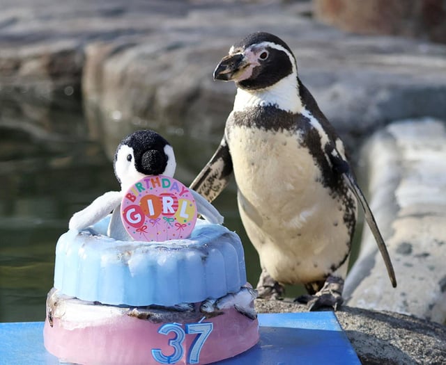 World's oldest penguin Spneb celebrates 37th birthday