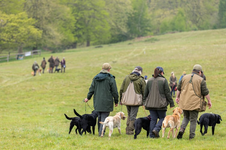 Competitors walking in Cowdray's Deer Park for the Gundog Challenge 2025