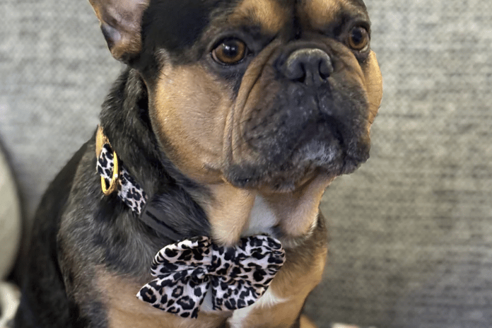 A doggie bow tie sold by BB Dog Boutique